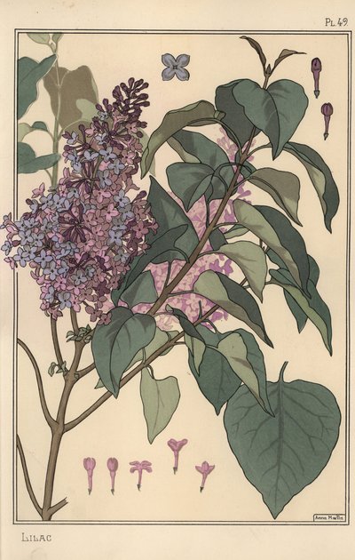 Badanie botaniczne bzu. autorstwa Eugene Grasset