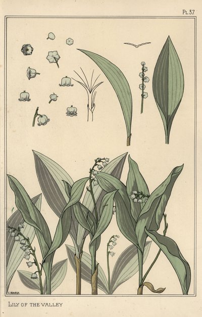 Konwalia, studium botaniczne autorstwa Eugene Grasset