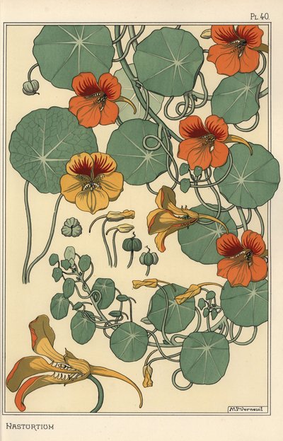 Badanie botaniczne nasturcji autorstwa Eugene Grasset