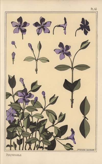 Studium botaniczne barwinka autorstwa Eugene Grasset