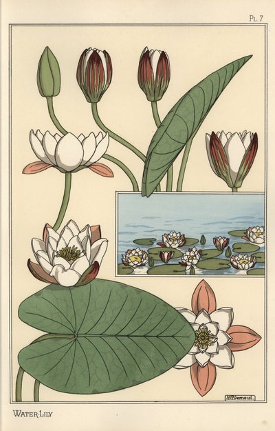 Lilia wodna, Nelumbo lutea i części kwiatowe autorstwa Eugene Grasset