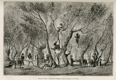 Kolekcja oliwek w regionie Amphiss, rys. E.Guillaume, ilustrująca historię Henri Belle: Voyage en Greece autorstwa Eugene Guillaume