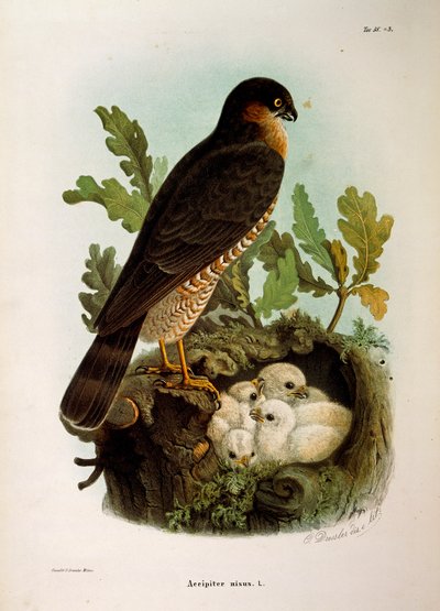 Ilustracja z „Historii naturalnej ptaków gniazdujących w Lombardii” Eugenio Bettoniego przedstawiająca krogulca Accipiter nisus, autorstwa Oscara Dresslera autorstwa Eugenio Bettoni, Oscar Dressler