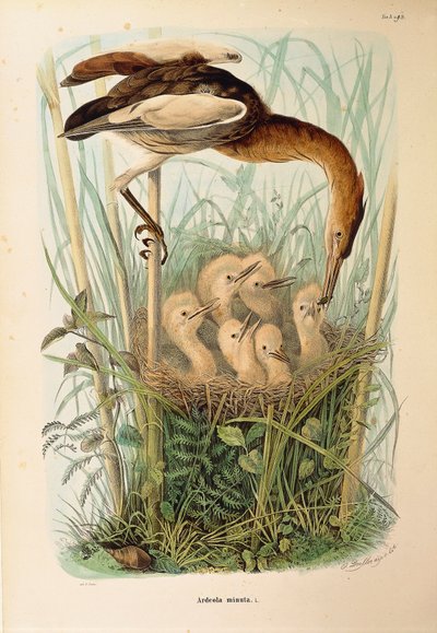 Ilustracja z „Historii naturalnej ptaków gniazdujących w Lombardii” Eugenio Bettoniego przedstawiająca bączka Ixobrychus minutus, autorstwa Oscara Dresslera autorstwa Eugenio Bettoni, Oscar Dressler