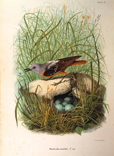 Ilustracja z „Historii naturalnej ptaków gniazdujących w Lombardii” Eugenio Bettoniego przedstawiająca samicę drozda skalnego Monticola saxatilis po gnieździe — Oscar Dressler autorstwa Eugenio Bettoni, Oscar Dressler