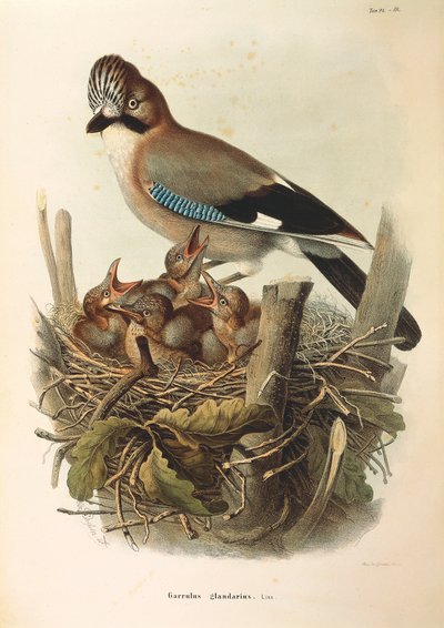 Ilustracja z „Historii naturalnej ptaków gniazdujących w Lombardii” Eugenio Bettoniego przedstawiająca sójkę pospolitą Garrulus glandarius, autorstwa Oscara Dresslera autorstwa Eugenio Bettoni, Oscar Dressler