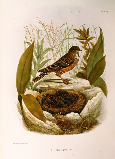 Ilustracja z „Historii naturalnej ptaków gniazdujących w Lombardii” Eugenio Bettoniego przedstawiająca alpejski akcent Prunella collaris, autorstwa Oscara Dresslera autorstwa Eugenio Bettoni, Oscar Dressler