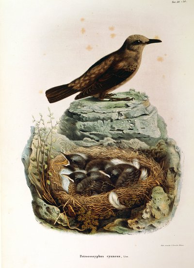Ilustracja z „Historii naturalnej ptaków gniazdujących w Lombardii” Eugenio Bettoniego przedstawiająca drozda modraszki Monticola solitarius, autorstwa Oscara Dresslera autorstwa Eugenio Bettoni, Oscar Dressler