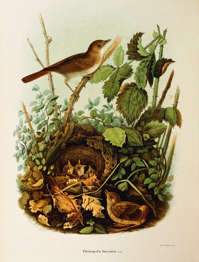 Ilustracja z „Historii naturalnej ptaków gniazdujących w Lombardii” Eugenio Bettoniego przedstawiająca słowika Luscinia megarhynchos, autorstwa Oscara Dresslera autorstwa Eugenio Bettoni, Oscar Dressler