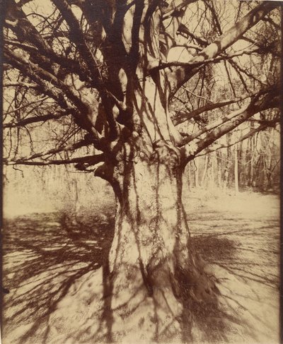 Drzewo (Garche) Buk autorstwa Eugène Atget
