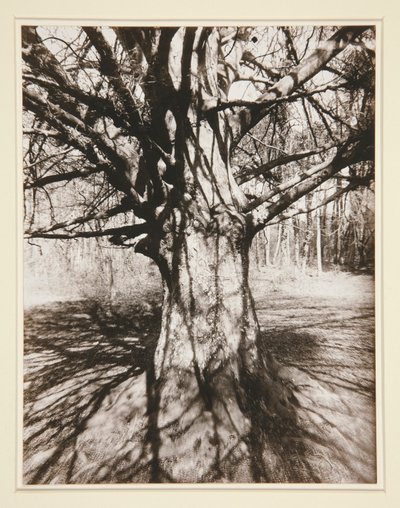Drzewo bukowe autorstwa Eugène Atget