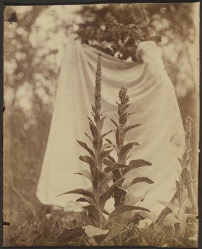 Bouillon Blanc (dziewanna) autorstwa Eugène Atget