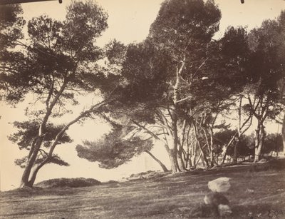 Cannes, Wyspa Świętego Honorata autorstwa Eugène Atget