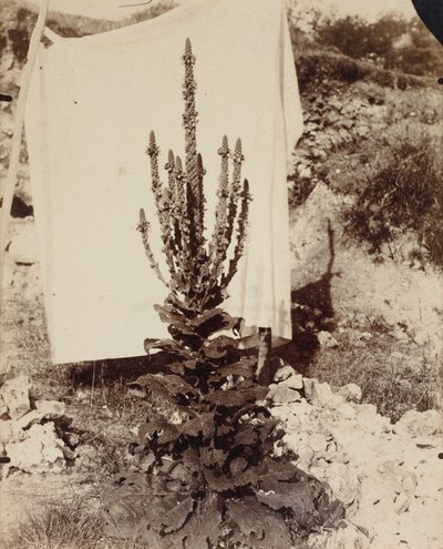 Dziewanna w rozkwicie autorstwa Eugène Atget