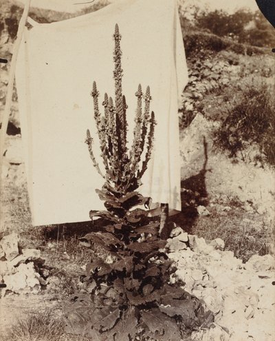 Dziewanna w rozkwicie, ok. 1897-1899. autorstwa Eugène Atget