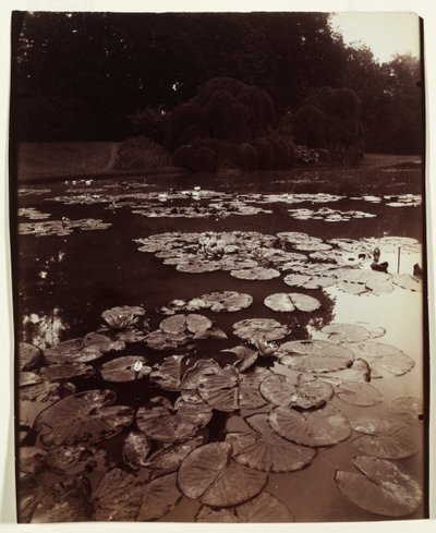 Lilie wodne autorstwa Eugène Atget