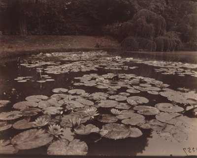 Lilie wodne (Bagatelle) autorstwa Eugène Atget