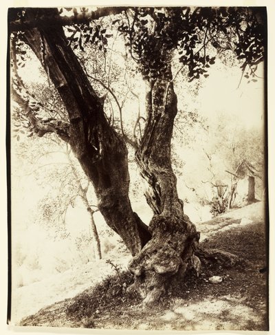 Olivier, Nicea, ok.1900 autorstwa Eugène Atget