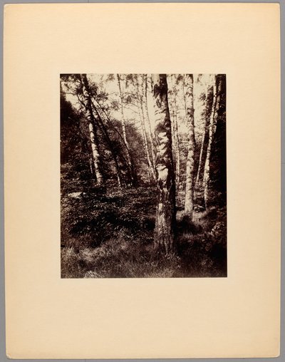 Saint-Cloud Park autorstwa Eugène Atget