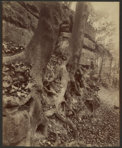 Saint-Cloud Park autorstwa Eugène Atget