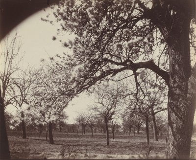 Poirier autorstwa Eugène Atget