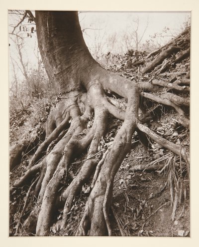 Saint-Cloud autorstwa Eugène Atget