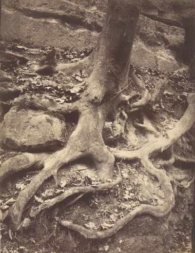 Korzenie drzew, Saint-Cloud autorstwa Eugène Atget