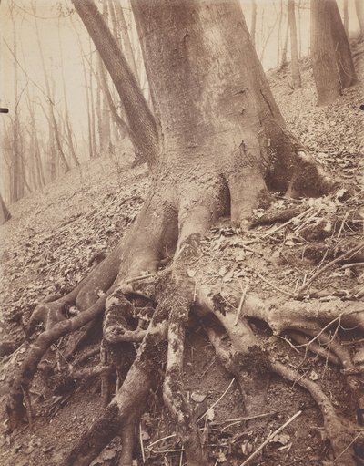 Drzewa i Korzenie autorstwa Eugène Atget