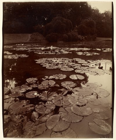 [Lilie wodne] autorstwa Eugène Atget