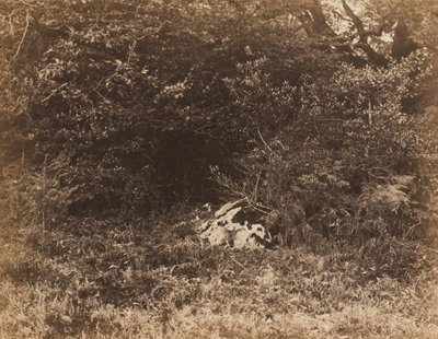 Skała w lesie, ok. 1930 r. 1865. autorstwa Eugène Cuvelier