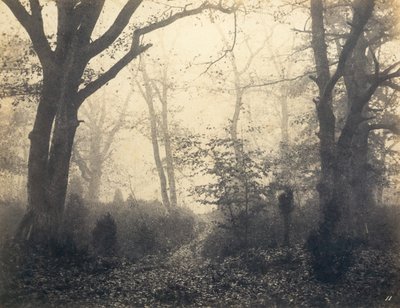 [Las Fontainebleau], początek lat 60. XIX wieku. autorstwa Eugène Cuvelier