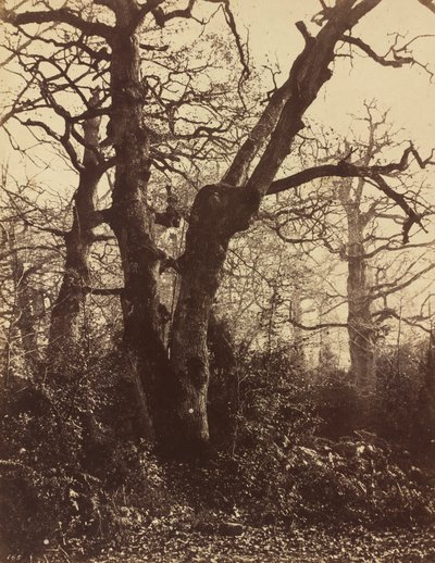 Studium drzew, Fontainebleau, 1860. autorstwa Eugène Cuvelier