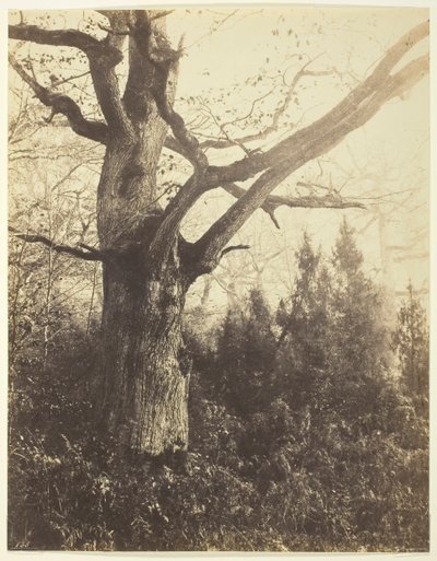 Bez tytułu [drzewo], c. 1860. autorstwa Eugène Cuvelier