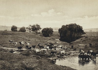 Australia, Bydło, Queensland (zdjęcie czarno-białe) autorstwa European Photographer
