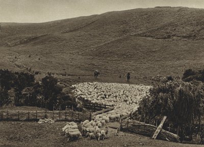 Nowa Zelandia, pędzenie owiec (zdjęcie czarno-białe) autorstwa European Photographer