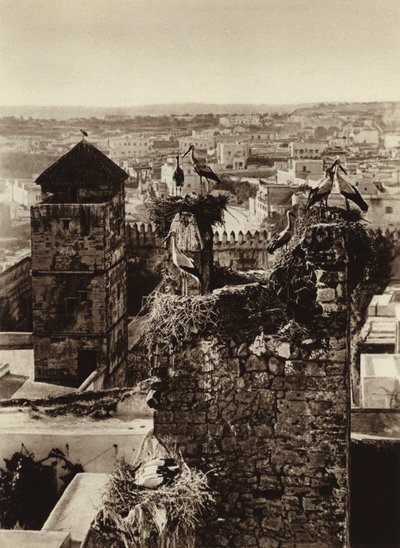 Rabat, Bociany w Kasbah Oudaya (zdjęcie czarno-białe) autorstwa European Photographer