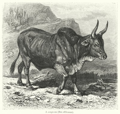 Sanga-ox, Bos africanus (rycina) autorstwa European School