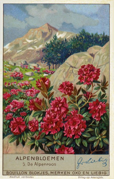 Alpenrose (Rhododendron ferrugineum) (chromolitho) autorstwa European School