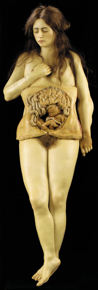 Anatomiczny model ciąży jajnikowej autorstwa European School
