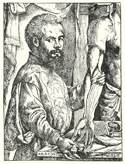 Andreas Vesalius (rycina) autorstwa European School