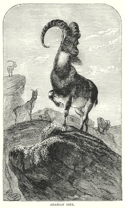 Ibex arabski (rycina) autorstwa European School