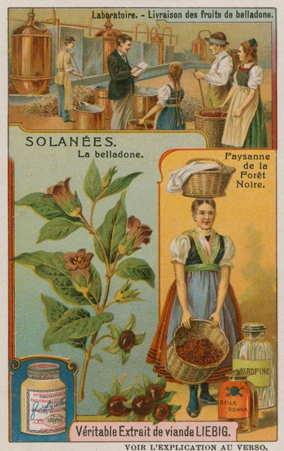 Atropa Belladonna lub Nocny Cień autorstwa European School