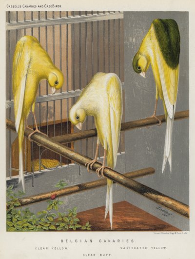 Kanarki belgijskie, żółty bezbarwny, żółty barwiony, bufiasty bezbarwny (kolor litograficzny) autorstwa European School