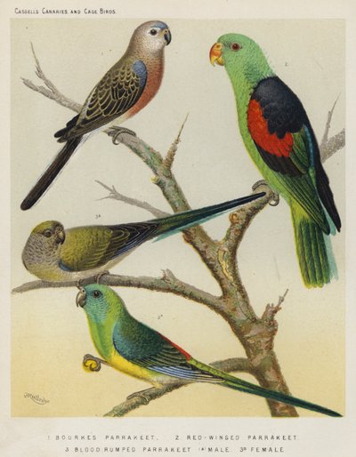 Bourkes Parrakeet, Red-Winged Parrakeet, Blood Rumped Parrakeet, Samiec, Kobieta (kolor lito) autorstwa European School