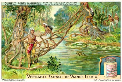 Most utworzony z lian nad rzeką w brazylijskim lesie deszczowym (chromolitho) autorstwa European School