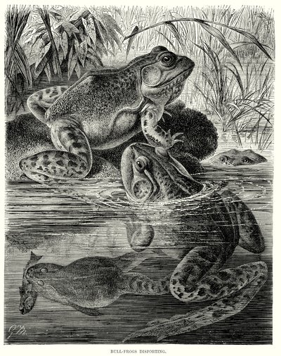 Bull Frogs disporting (grawerunek) autorstwa European School