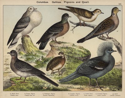 Columbae, Gallinae, Gołębie i przepiórki (kolorowa litografia) autorstwa European School