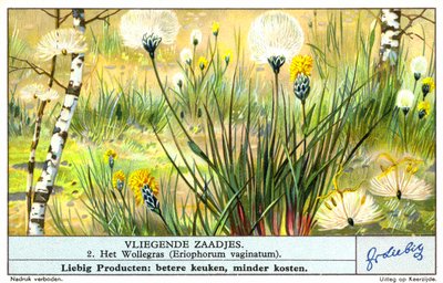 Trawa bawełniana (Eriophorum vaginatum) (chromolitho) autorstwa European School