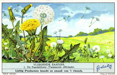 Mniszek lekarski (Taraxacum officinale) (chromolitho) autorstwa European School