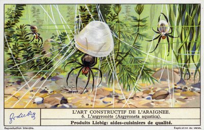 Pająk z dzwonkiem nurkowym (Argyroneta aquatica) (chromolitho) autorstwa European School